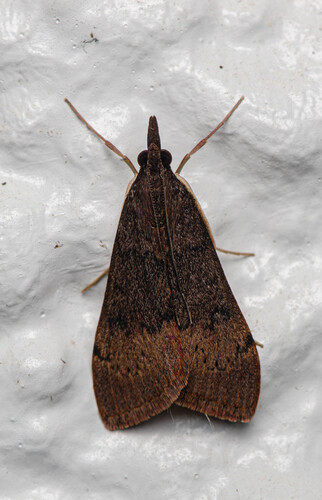 Tree Lucerne Moth