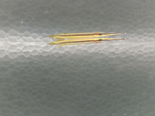 Tengah halfbeak (Hemirhamphodon tengah) — Zenarchopteridae — 2