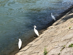 Egretta garzetta