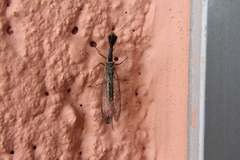 Xanthostigma corsica