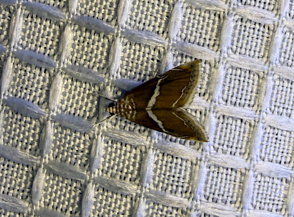 White-trimmed Abegesta