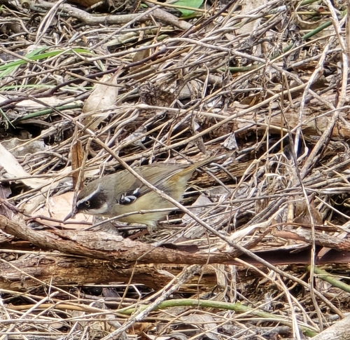White-browed Scrubwren