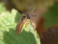 Athalia cordata