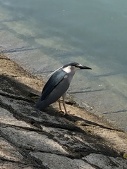 Nycticorax nycticorax