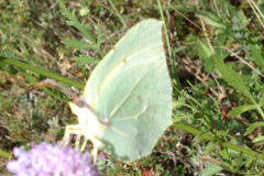 Gonepteryx cleopatra
