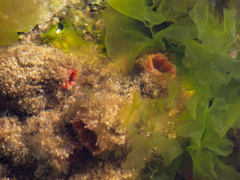 Pyura praeputialis
