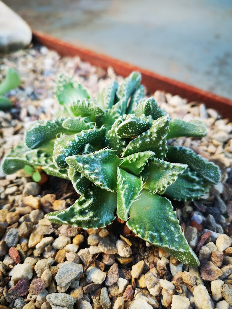 Faucaria tuberculosa (Rolfe) Schwantes