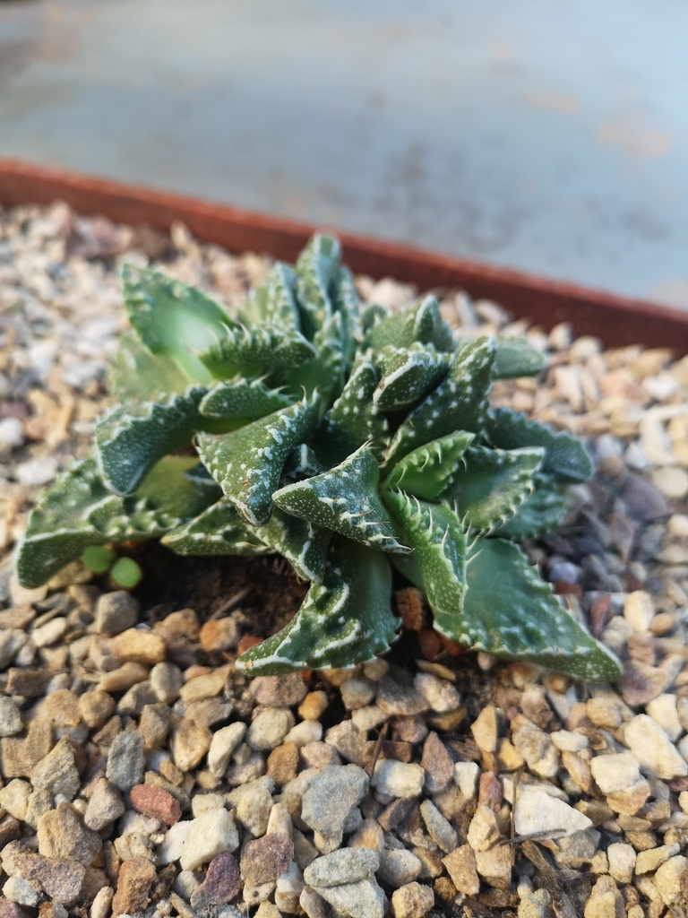 Faucaria tuberculosa (Rolfe) Schwantes 2