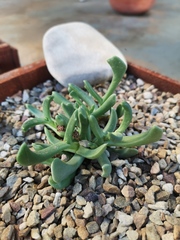 Rhombophyllum