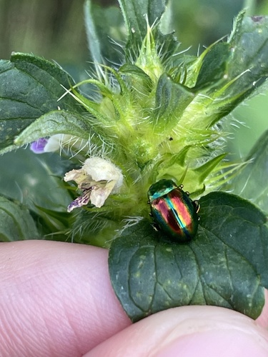 Dead-nettle Leaf Beetle