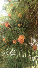 Pinus