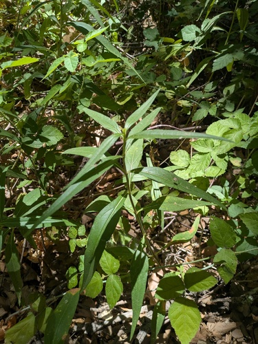 Helianthus californicus