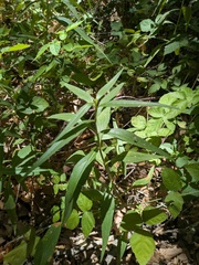 Helianthus californicus