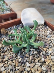 Rhombophyllum