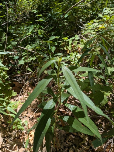 Helianthus californicus, photograph 2