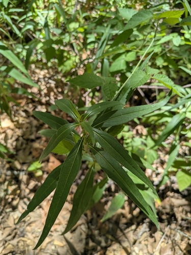 Helianthus californicus, photograph 3