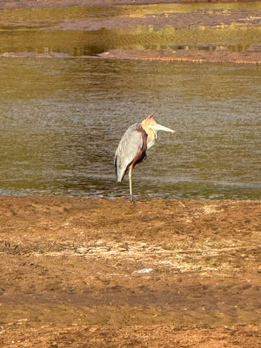 iNaturalist image