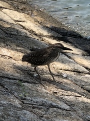 Nycticorax nycticorax