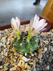 Gymnocalycium