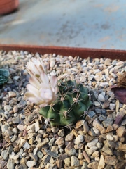 Gymnocalycium