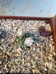 Gymnocalycium