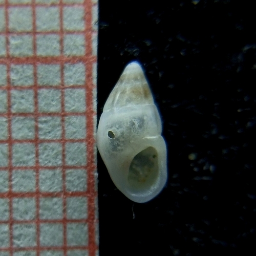 Rissoa violacea, 2026-07-13