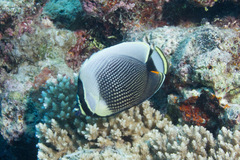Chaetodon reticulatus