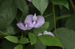 Centrosema pubescens, photograph author not stated, no rights reserved