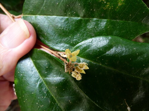 Elaeagnus triflora, photograph 6