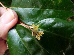 Elaeagnus triflora, photograph (c) Steve Fitzgerald, some rights reserved (CC BY-SA)