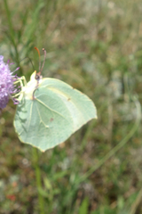 Gonepteryx cleopatra