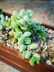 Cotyledon pendens