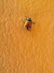 Cryptocephalus ilicis