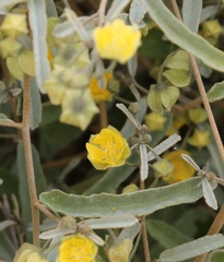 Sida calyxhymenia