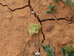 Sida calyxhymenia