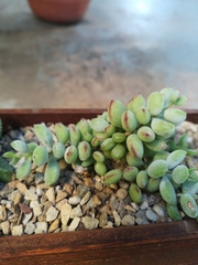 Cotyledon pendens