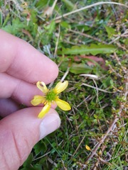 Ranunculus mirus