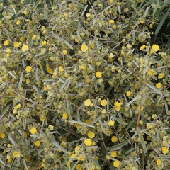 Sida calyxhymenia