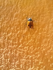 Cryptocephalus ilicis