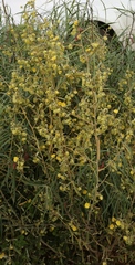 Sida calyxhymenia