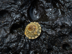 Bembicium