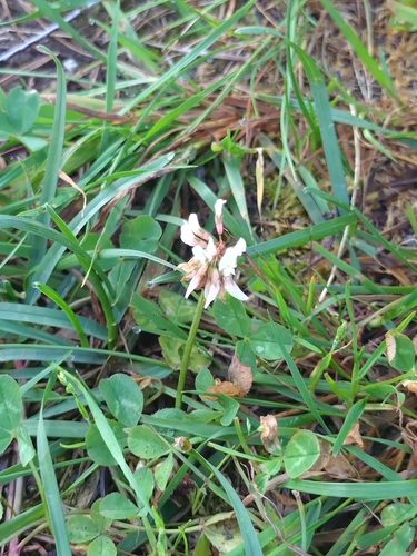 white clover