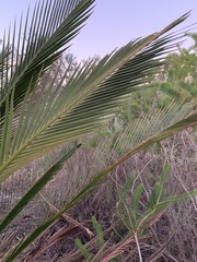 Macrozamia fraseri