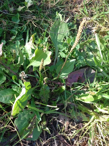 greater plantain