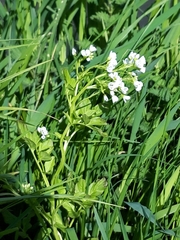 Cardamine amara