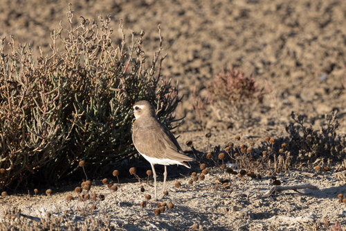 iNaturalist image