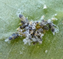 Ctenarytaina eucalypti