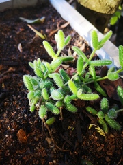 Delosperma echinatum