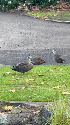 Pacific Black Duck