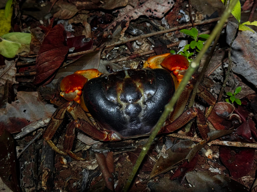 Pacific Blue Crab